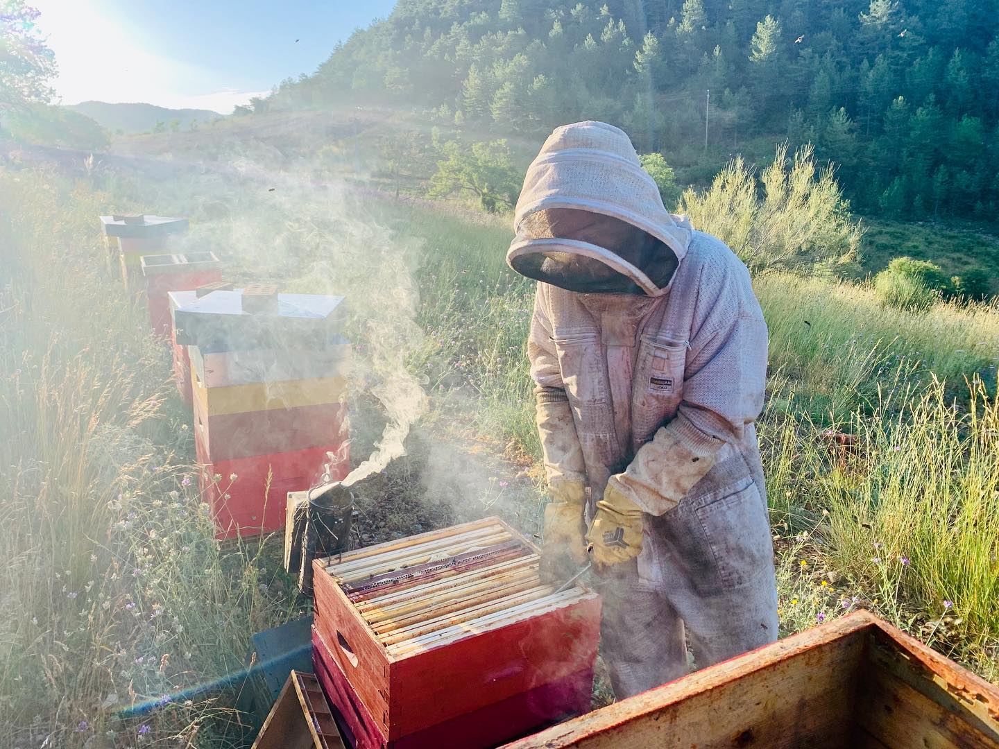 abeilles_miel_lavande_recolte photo récolte miel lavande apiculteur apiculture